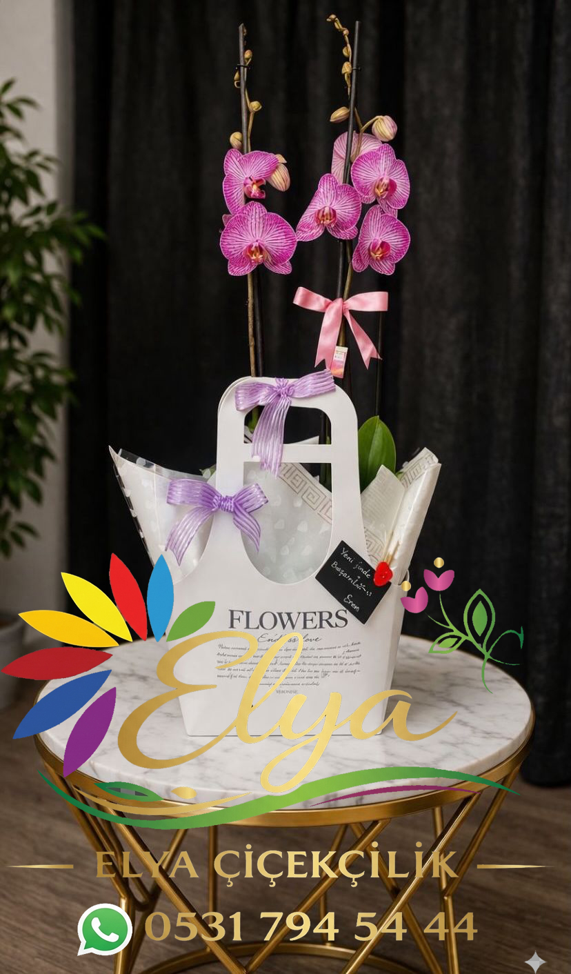 Çift Dallı Pembe Mor Mix: Renklerin Dansı